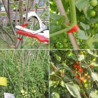 Máquina de atarse de Rama, herramienta de atarse de Planta de Agricultura manual, para Jardín Frutas vegetales - details 3