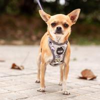 Cerdá Arnés Reversible para Perros Disney Villans - details 5