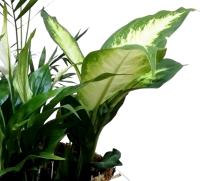 Composición centro de planta natural. Mod. Verdes Blancos. Segura Garden. Plantas de interior decorativas para un centro de mesa o estante. Ideal para la oficina y para hacer un regalo especial. Plantas vivas en combinación son elegantes - details 0