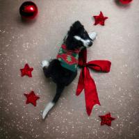 COTTECOTA-Jerséis para perros, Suéter para perros de Navidad, Ropa para perros y gatos, Ropa para Mascotas Perro Gato Navidad Jersey para perro pequeño, Jersey Corazones Perro Pequeño Abrigo Navideño Mascotas Disfraces de Navidad para Mascotas - details 0