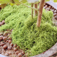 Plantas Artificiales Verdes Alrededor De 20g Poliéster Moqueta Hierba Para Decoración De Hogar Sala De Estar Jardín Mini Paisaje Flores Falsas DIY Artesanía - details 10