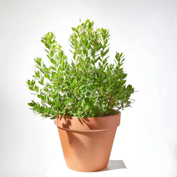 Verdecora Madroño | Planta Natural de Exterior | Arbusto para Plantar - Cubre Macetas Incluido - 1