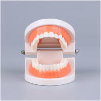Modelo Dental Estándar De Dientes Humanos Para Enseñanza Y Estudio Práctica De Limpieza Perfecto Para Niños Montessori - details 7