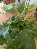 Helecho Natural de interior , Maceta Cerámica Incluida, Planta Ornamental de Interior Planta de interior - details 1