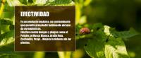 GREEN GOF Jabón Negro Premium (Solución Potásica), 5L. Concentrado. para Hongos y Plagas. Actúa por Contacto  Mejora Defensa de Las Plantas  Natural  Pulgón, Mosca Blanca, Araña Roja, Cochinilla. - details 1
