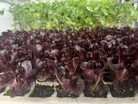 Plantel de Huerta Pack x 10 unidades | 5 lechuga Morada + 5 Lechuga Trocadero | kit de huerto | plantines de huerta | arma tu propias ensaladas | lechuga | tu huerta en casa | calidad excelencia | huertas natural | citrus Flowers plants  vivero online - details 0