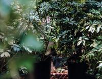 Planta natural Cheflera, Scheflera. Segura Garden. La Schefflera es una planta de interior resistente y fácil de cuidar, mejora la calidad del aire y añade un toque natural y elegante al hogar. - details 0