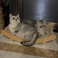 Placa De Rasguñar Para Gatos Hecha De Madera Resistente Al Desgaste Con Cama Para Dormir De Gatos Desmontable Silla Reclinable Para Gatos Juguete De Entrenamiento Multifuncional Para Gatitos - details 1