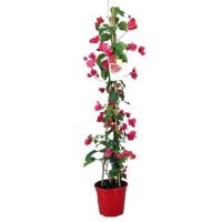 Planta natural Bouganvillea Buganvilla. Elegir color de flor. Segura Garden. La bougainvillea añade belleza vibrante al jardín con sus llamativas flores y requiere poco mantenimiento, siendo resistente y adaptándose a diversos climas. - details 3