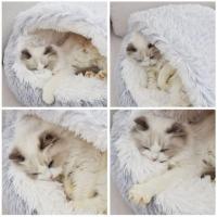 Con BASE DE Esponja, antideslizante para mascotas, pequeños y medianas, Hoja en el interior - details 4