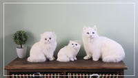 Juguete De Peluche Gato Persa Blanco Kawaii Simulación Realista Para Escritorio Decoración Del Hogar Regalo Para Niños Material De Peluche Relleno De PP - details 0