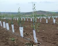 Tutor de arboles de fibra vidrio de 7mm - 150 cm de altura - Pack 100uds. Alta resistencia al agua y mayor durabilidad que cualquier otro tipo de caña o tutor. Ofrece firmeza y resistencia al choque y no requiere mantenimiento alguno - details 1