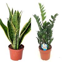Pack 2 Plantas ¡Aquí tienes dos plantas de interior ideales para lugares con POCA LUZ! Sanseviera y Zamioculca. Estas especies son resistentes y pueden prosperar con luz indirecta o condiciones de sombra - details 0