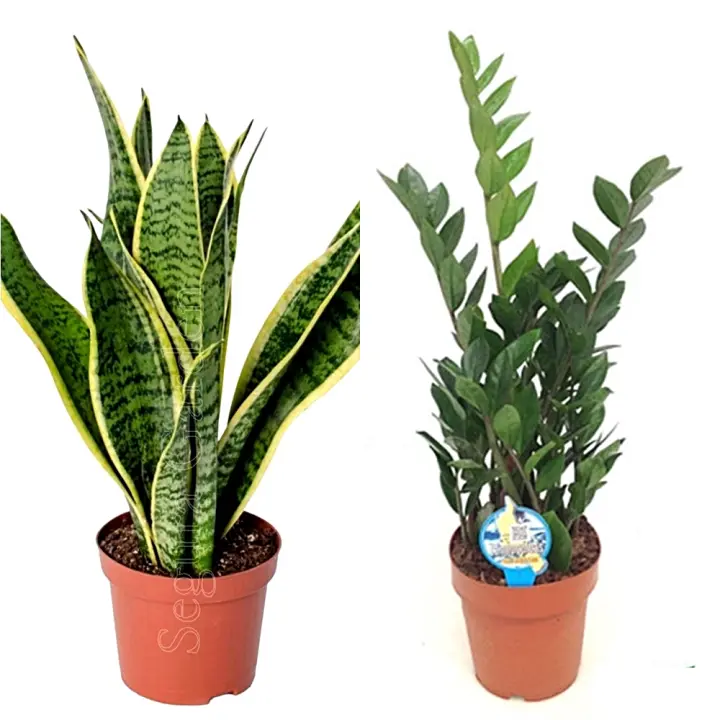 Pack 2 Plantas ¡Aquí tienes dos plantas de interior ideales para lugares con POCA LUZ! Sanseviera y Zamioculca. Estas especies son resistentes y pueden prosperar con luz indirecta o condiciones de sombra - 1