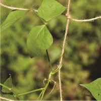 Red de soporte de Yute natural para plantas trepadoras - details 0