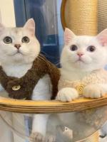 Ropa De Gato Caliente De Lana De Cordero Chaleco De Otoño E Invierno Para Perro Teddy Pomerania Ropa De Invierno Coreana Lindo Estilo Fashion - details 0