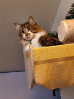 Estante Para Gato De Madera En Forma De Luna Colgante Montado En La Pared Con Hamaca Cama De Actividad Para Gatos Internos Soporte De Dormir Y Jugar - details 1