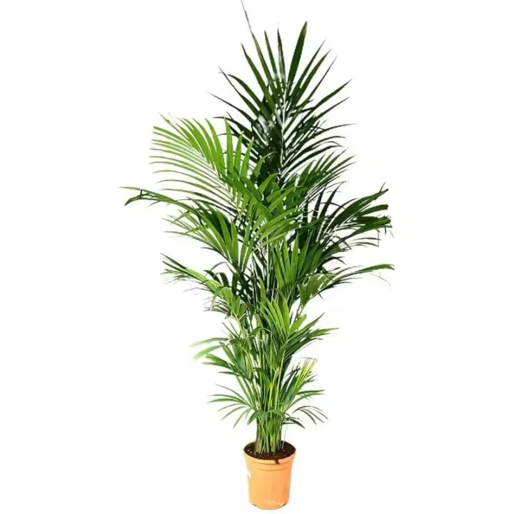 KENTIA FORSTERIANA M30 180-200CM - 1