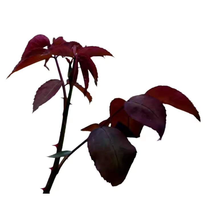 Planta natural Rosal, rosa perfumada. Elegir color de flor.  Segura Garden. Cultiva la belleza y el aroma en tu jardín con nuestros rosales especiales. Planta el rosal y disfruta de sus hermosas  flores - 1
