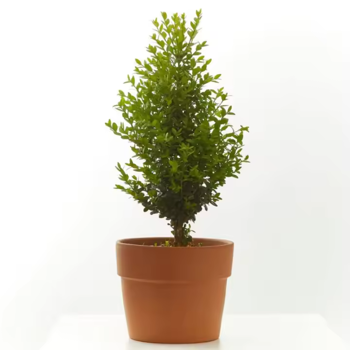Verdecora: BOJ SEMPERVIRENS SUFRUTICOSA - Planta Natural de Exterior - 1