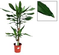 Planta Dracaena Fragans. Dracena.  Segura Garden. La Dracaena fragans mejora la calidad del aire, añade un toque decorativo, requiere poco mantenimiento y promueve un ambiente relajante en el hogar. - details 0