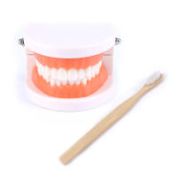Modelo Dental Estándar De Dientes Humanos Para Enseñanza Y Estudio Práctica De Limpieza Perfecto Para Niños Montessori - details 0