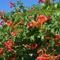 Trompeta Vine-Campsis taglibuana 'Mme Galen'-Altura 110-120cm-de 17cm - details 1