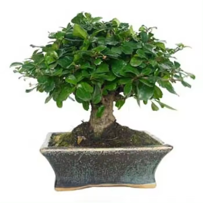 Planeta Huerto Bonsái Carmona Microphylla 5 Años - 1