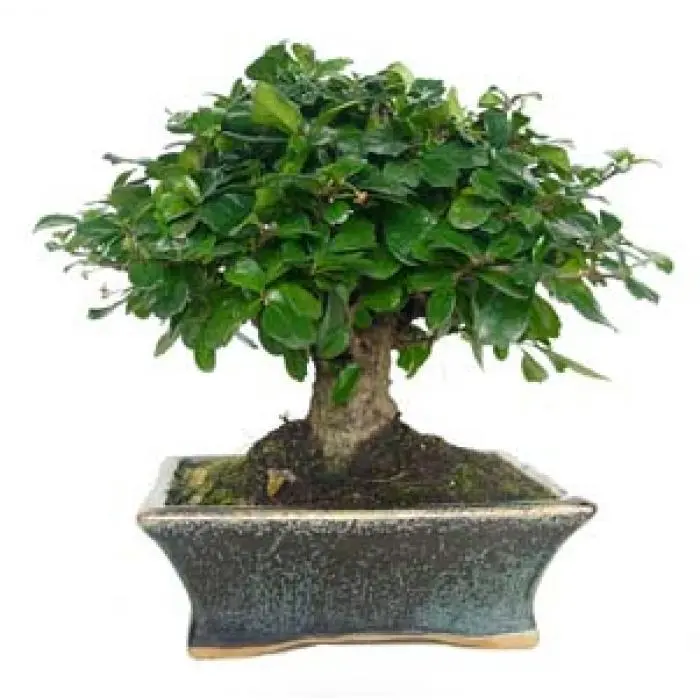 Planeta Huerto Bonsái Carmona Microphylla 5 Años - 1