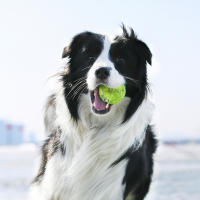 SMELL & SMILE Pelotas de Tenis de Entrenamiento para Jugar Pelotas de Tenis para Perros 6.35cm Ideales para Lanzador de Pelotas 3PCS - details 3