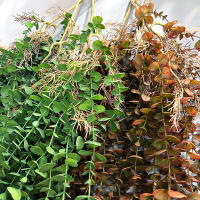 Planta Artificial De Eucalipto Falso 104cm Rattan Vinatera Para Decoración De Jardín Interior Y Exterior Bodas Y Oficinas - details 4