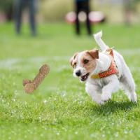 Juguetes Para Morder De Nylon Tejido En Red Para Perros Pequeños Y Medianos Anti-Rotura Suaves Para Aliviar La Ansiedad Y Aburrimiento - details 10