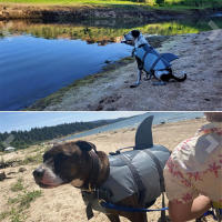 Chaleco De Seguridad Para Perros Shark Con Alta Flotabilidad Ropa De Natación Para Pequeños Perros Asa Para Medianos Y Grandes Perros Para Surfeo - details 3