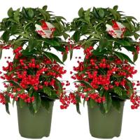 Planta natural Ardisia. Decora tu Navidad.Segura Garden. La planta de ardisia mejora la calidad del aire, añade belleza con sus hojas brillantes y es de bajo mantenimiento, ideal para interiores. - details 0