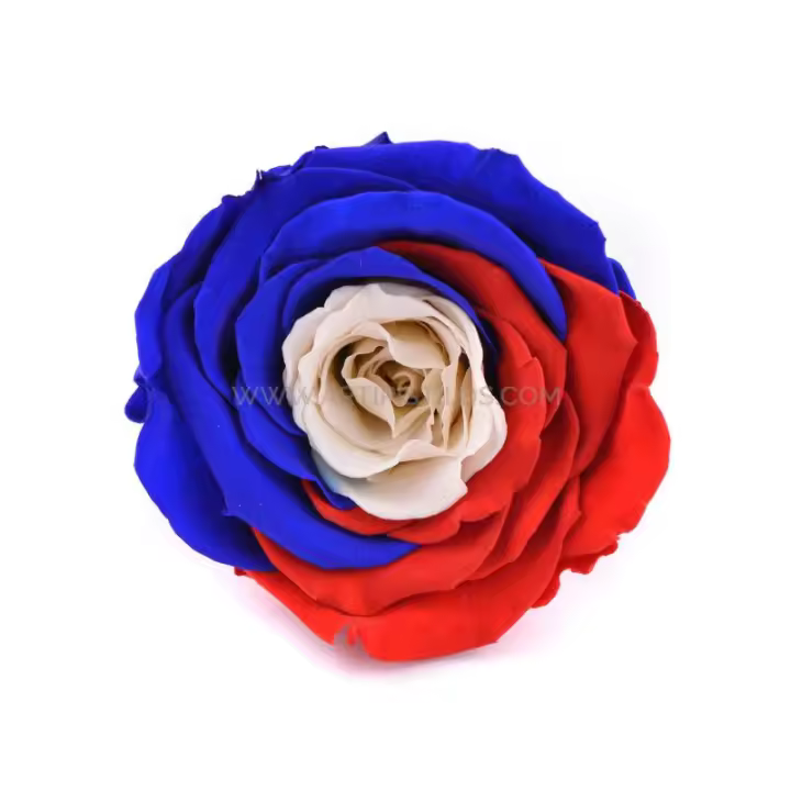 Rosa Estabilizada 6 Cms con Colores Nacionales de Países Europeos - 1