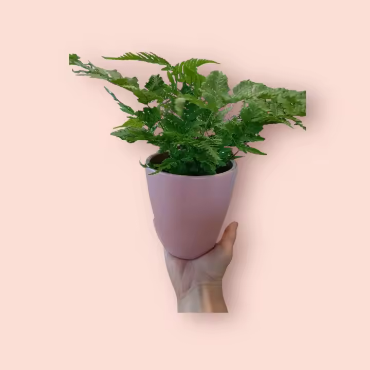 Helecho Dryopteris Erythrosora, Maceta Cerámica Incluida, Planta Ornamental de Interior - 1