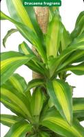 Planta Tronco de Brasil - Planta Natural de Interior Resistente y Purificadora de Aire - Dracaena fragrans - Envio gratis - Planta decorativa Interior altura entre 65 y 80cm - details 0