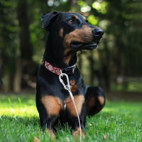 Cable De Atadura Para Perros 4.6m/9m/15m Línea De Paseo Para Jardín Con Clip De Alta Calidad Para Perros Menores De 250 Lbs - details 6