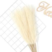 5/10Pcs Bouquet De Pampas Artificiales Flores De Reed Para Decoración De Hogar Jardín Boda Y Fiestas Internas Y Externas - details 22