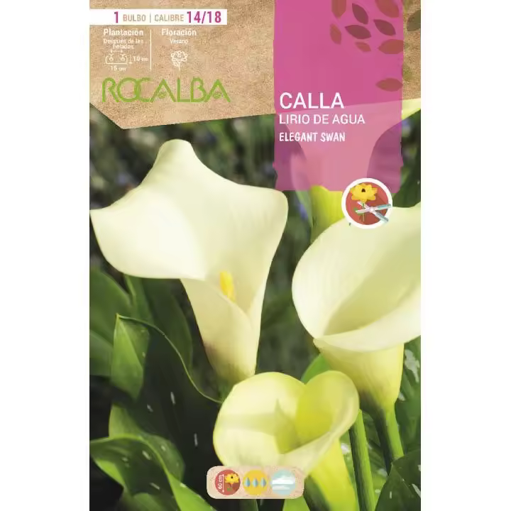 Rocalba Bulbo Calla Lirio de Agua Blanca Elegant Swan 1 Unidad (14/18) - Máxima Calidad - 1