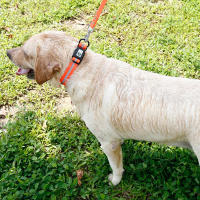 Collar De Perro PVC Impermeable Y Anti-Olor Durable Ajustable De Poliéster Suave Con Rayas Reflectantes S/M/L Para Todas Las Estaciones - details 7