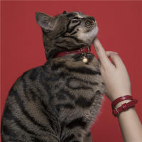 Collar De Gato Personalizado UFBemo Con Campana Y Cinta Elástica De PU Suave Collares De Seguridad De Lujo Para Perros Chihuahua Y Gatos Pequeños - details 4