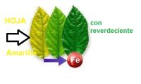 Agrobull ® Reverdeciente para Plantas Hogar | Nutriente Fundamental para el Jardín | Regeneración Inmediata - details 0