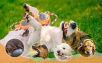 juguete para perros, Peluche para Mascotas con Cuerda, Juguetes Interactivos de Algodón para Perro, Juguetes Chirriantes Aburridos, Juguete para Morder para Perro, Juguetes Masticables, para Perro Pequeños, Medianos y Grandes, Limpieza Dental - details 5