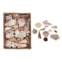 Surtido de Conchas de diferentes formas y tamaños 910gr.Conchas para Decoración Marinera, Velas y Centros de Mesa - details 0