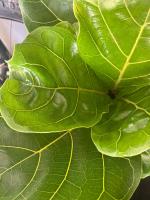 Planta Ficus Lyrata Natural  Interiores  60cm y 70 cm  - Ficus Lyrata - Citrus Flowers Plants | Plantas y  Jardinería- Oxigenar tus ambientes- Decorativo - Fácil de cuidar - details 0