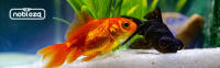 Nobleza - Alimento de Peces para Vacaciones para 15 Días, 4 PACK - details 4