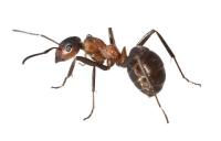 Antihormigas Granulado de 500 GR - Insecticida anti hormigas, cucarachas, chinches y bichos bola de tipo profesional para acabar con todas las hormigas y hormiguero - Rocalba Semillas - details 2