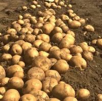N / Caja de 10 Kilos de Patatas Españolas - Esencia de la Auténtica Cocina Española - details 1