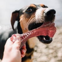 Juguetes Para Morder Para Perros Indestructibles Durable En Forma De Hueso De Goma Natural Para Limpieza De Dientes Para Mordedores Agresivos - details 2
